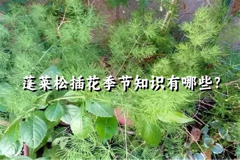 蓬莱松插花季节知识有哪些？