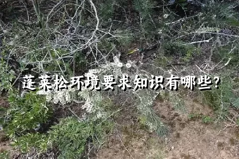 蓬莱松环境要求知识有哪些？