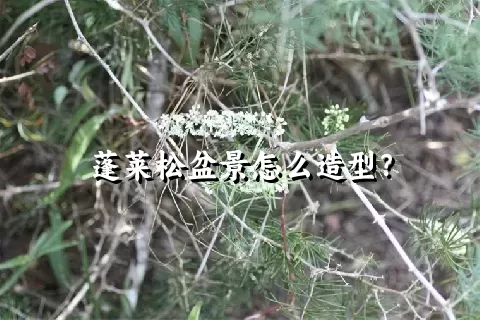 蓬莱松盆景怎么造型？