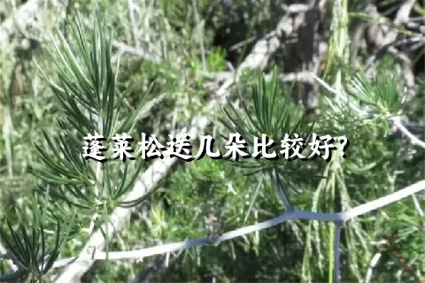 蓬莱松送几朵比较好？