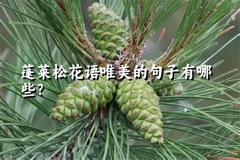 蓬莱松花语唯美的句子有哪些？