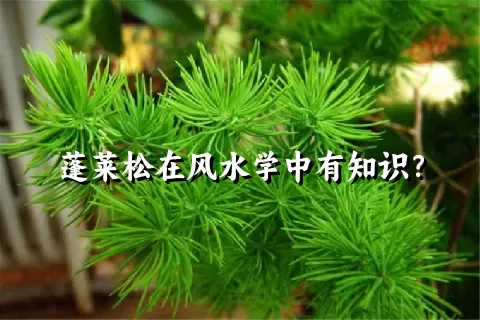 蓬莱松在风水学中有知识？