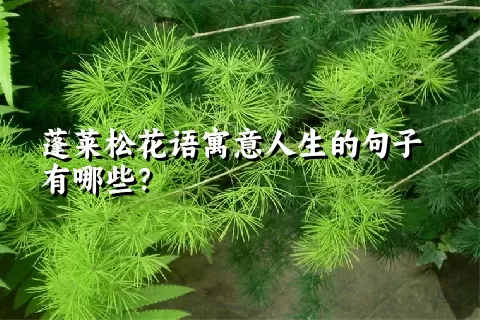 蓬莱松花语寓意人生的句子有哪些？