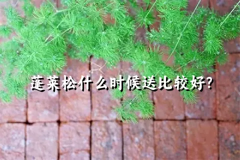 蓬莱松什么时候送比较好？