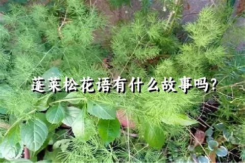 蓬莱松花语有什么故事吗？