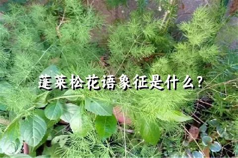 蓬莱松花语象征是什么？