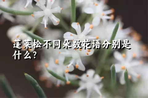 蓬莱松不同朵数花语分别是什么？