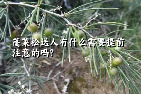 蓬莱松送人有什么需要提前注意的吗？