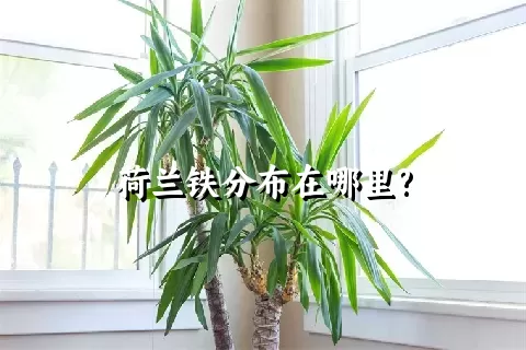 荷兰铁分布在哪里?