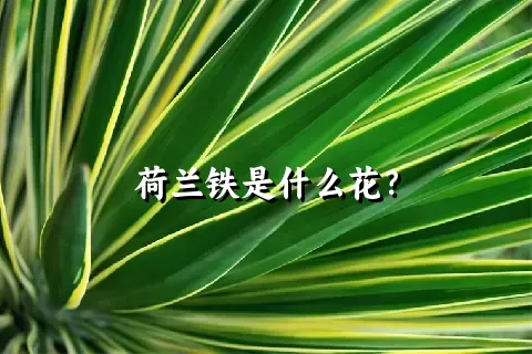 荷兰铁是什么花？