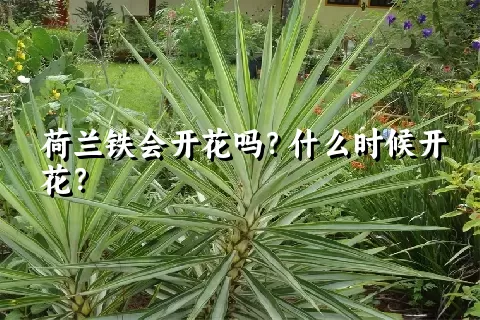 荷兰铁会开花吗？什么时候开花？