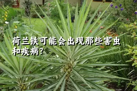 荷兰铁可能会出现那些害虫和疾病？