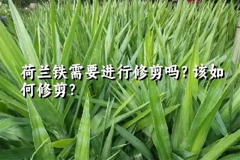 荷兰铁需要进行修剪吗？该如何修剪？