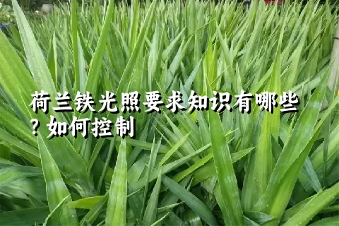 荷兰铁光照要求知识有哪些？如何控制