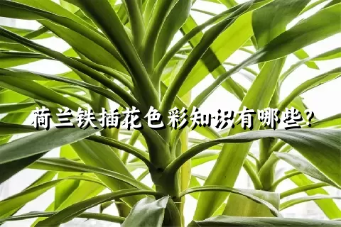 荷兰铁插花色彩知识有哪些？