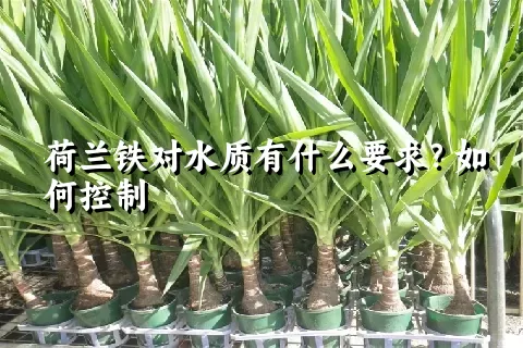 荷兰铁对水质有什么要求？如何控制