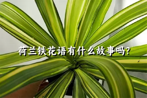 荷兰铁花语有什么故事吗？