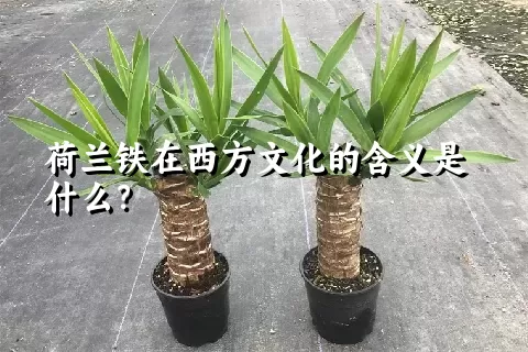 荷兰铁在西方文化的含义是什么？