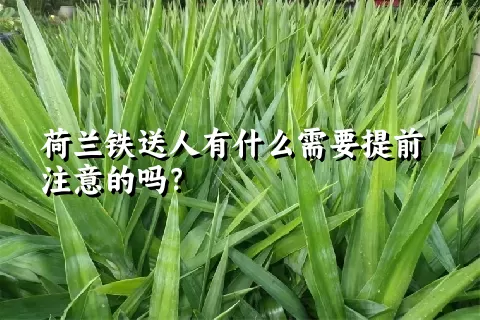 荷兰铁送人有什么需要提前注意的吗？