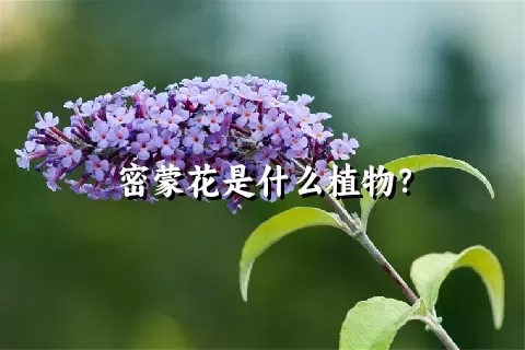 密蒙花是什么植物？