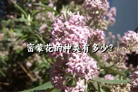 密蒙花的种类有多少？