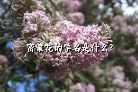 密蒙花的学名是什么？