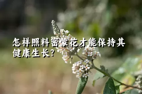 怎样照料密蒙花才能保持其健康生长？