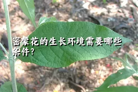 密蒙花的生长环境需要哪些条件？