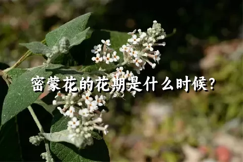 密蒙花的花期是什么时候？