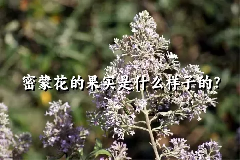 密蒙花的果实是什么样子的？