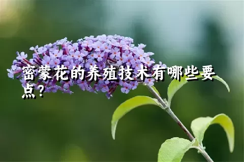 密蒙花的养殖技术有哪些要点？