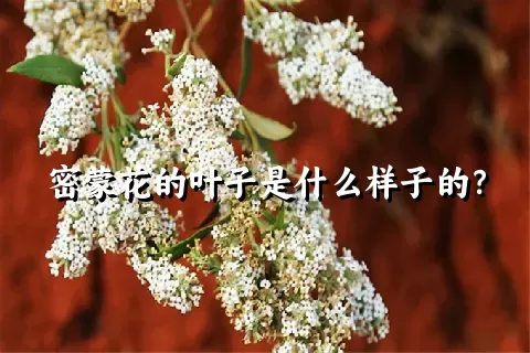 密蒙花的叶子是什么样子的？