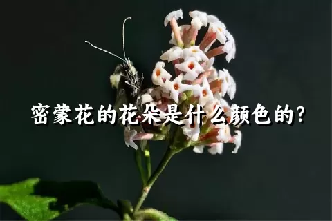 密蒙花的花朵是什么颜色的？