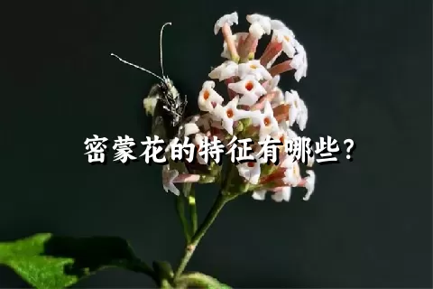 密蒙花的特征有哪些？