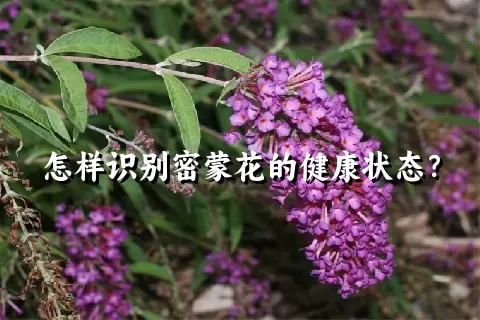 怎样识别密蒙花的健康状态？