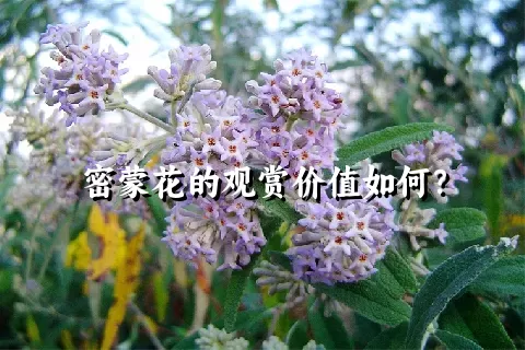 密蒙花的观赏价值如何？