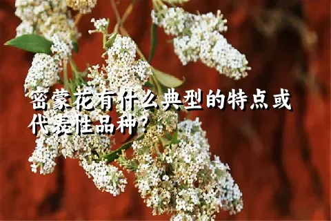 密蒙花有什么典型的特点或代表性品种？