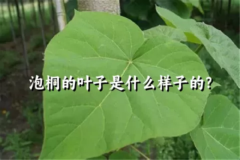 泡桐的叶子是什么样子的？