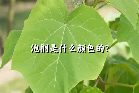 泡桐是什么颜色的？