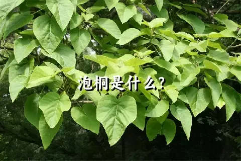 泡桐是什么？