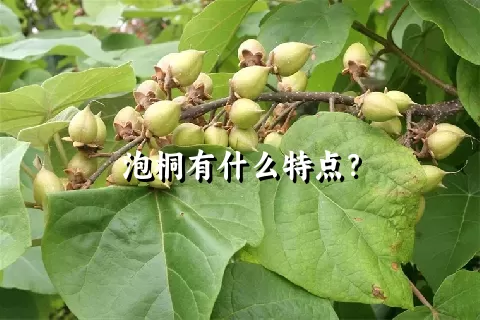 泡桐有什么特点？