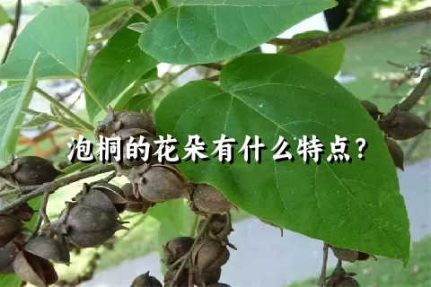 泡桐的花朵有什么特点？