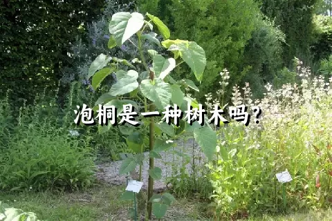 泡桐是一种树木吗？