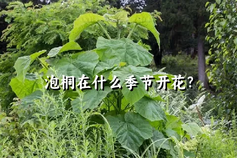 泡桐在什么季节开花？