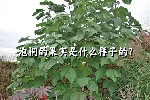 泡桐的果实是什么样子的？