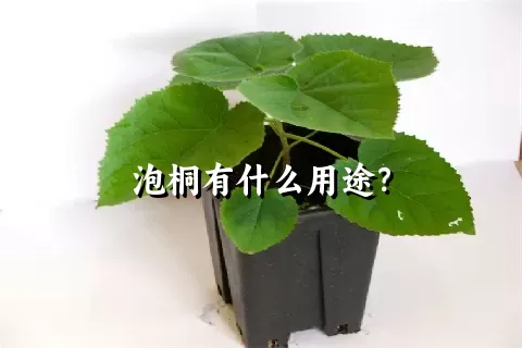 泡桐有什么用途？