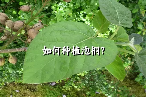 如何种植泡桐？