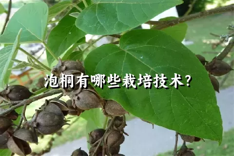 泡桐有哪些栽培技术？