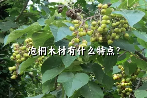 泡桐木材有什么特点？