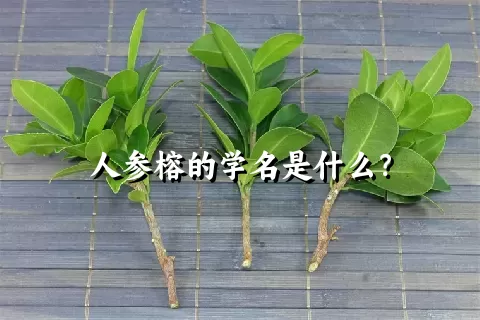 人参榕的学名是什么？